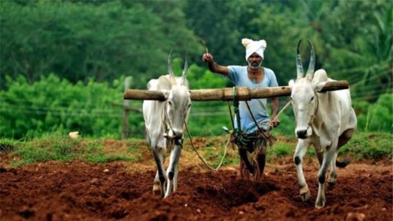 farmer with bulls