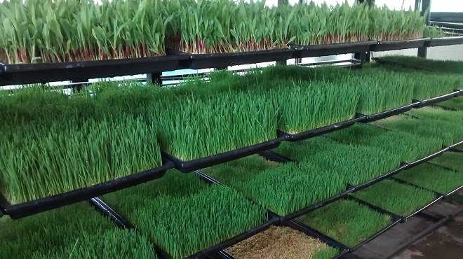 Green Fodder Production by Hydroponic Technology in Maharashtra