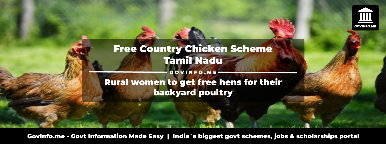 free-country-chicken-scheme-tamil-nadu-rural-women-to-get-free-hens