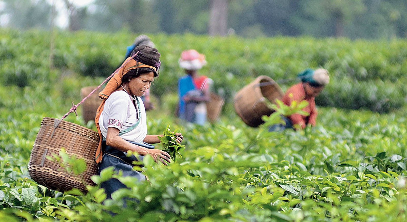 Assam Tea Industries Special Incentive Scheme Govinfome 0466